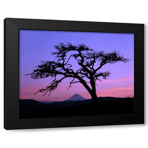 OR, Columbia Gorge, Pine tree framing Mount Hood Black Modern Wood Framed Art Print by Terrill, Steve