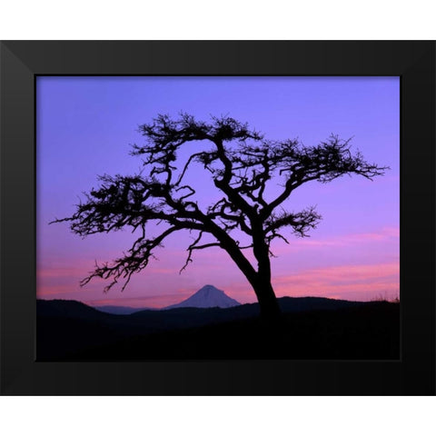 OR, Columbia Gorge, Pine tree framing Mount Hood Black Modern Wood Framed Art Print by Terrill, Steve
