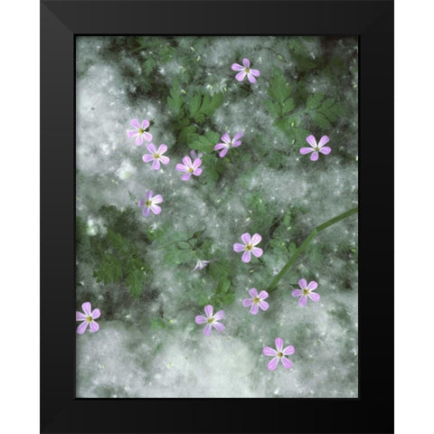 OR, Storksbill flowers surrounded by seeds Black Modern Wood Framed Art Print by Terrill, Steve