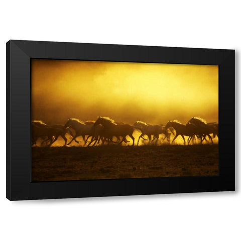 OR, Harney Co, Wild Kiger mustangs at sunrise Black Modern Wood Framed Art Print with Double Matting by Terrill, Steve