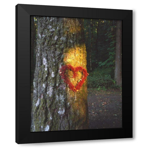 OR, Mt Hood NF, Heart wreath on Douglas-fir Black Modern Wood Framed Art Print with Double Matting by Terrill, Steve