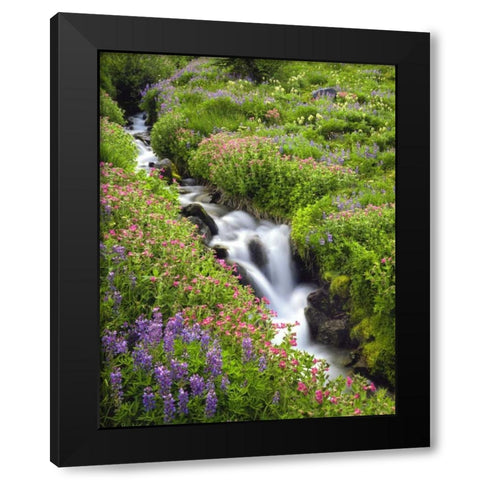 OR, Elk Cove Creek flowing through meadow flowers Black Modern Wood Framed Art Print with Double Matting by Terrill, Steve