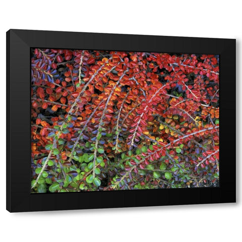 OR, Multnomah Co, Leaves of cotoneaster plant Black Modern Wood Framed Art Print with Double Matting by Terrill, Steve