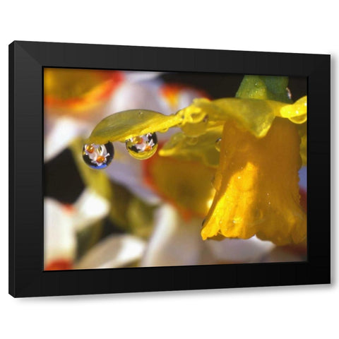 OR, Dewdrops clinging to daffodil petals Black Modern Wood Framed Art Print by Terrill, Steve