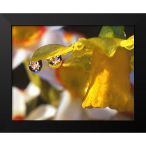 OR, Dewdrops clinging to daffodil petals Black Modern Wood Framed Art Print by Terrill, Steve