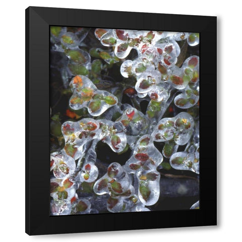 Oregon, Portland, Azalea plants encased in ice Black Modern Wood Framed Art Print with Double Matting by Terrill, Steve