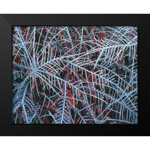 OR, Portland, Cotoneaster plant with berries Black Modern Wood Framed Art Print by Terrill, Steve