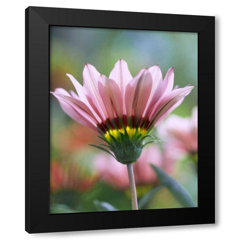 Oregon, Portland, Ganzia flower Black Modern Wood Framed Art Print by Terrill, Steve