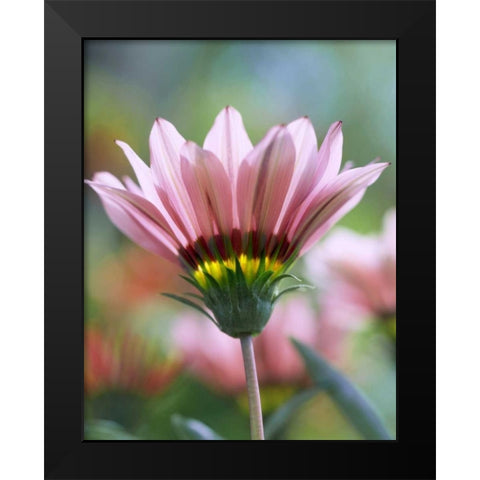 Oregon, Portland, Ganzia flower Black Modern Wood Framed Art Print by Terrill, Steve