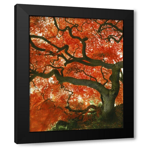 OR, Portland, Japanese maple tree in garden Black Modern Wood Framed Art Print with Double Matting by Terrill, Steve