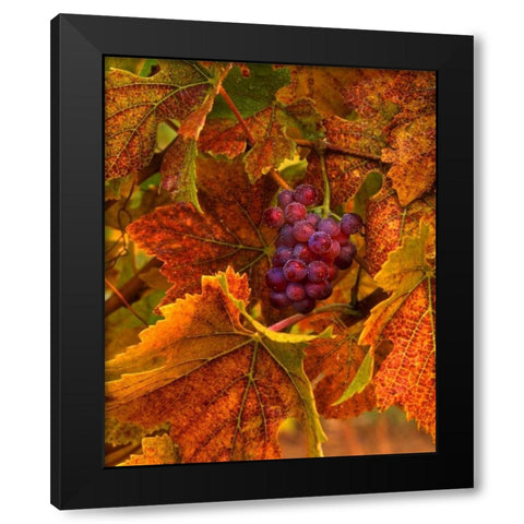 OR, Willamette Valley, Pinot noir grapes in fall Black Modern Wood Framed Art Print by Terrill, Steve