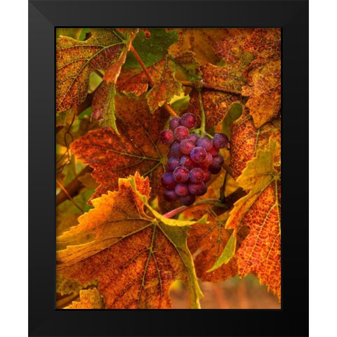 OR, Willamette Valley, Pinot noir grapes in fall Black Modern Wood Framed Art Print by Terrill, Steve