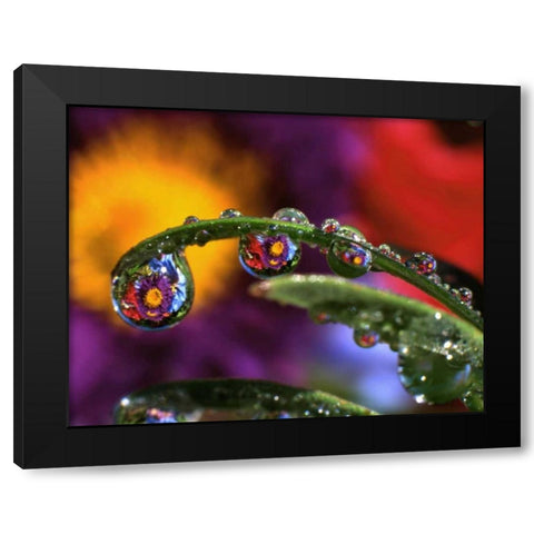 OR, Abstract of purple chrysanthemum Black Modern Wood Framed Art Print with Double Matting by Terrill, Steve