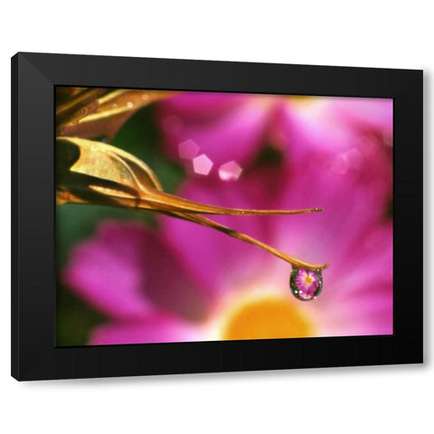 OR, Cosmos flower reflecting in dewdrop Black Modern Wood Framed Art Print by Terrill, Steve