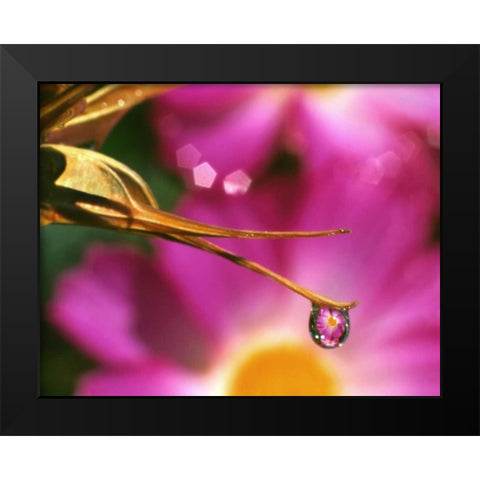 OR, Cosmos flower reflecting in dewdrop Black Modern Wood Framed Art Print by Terrill, Steve