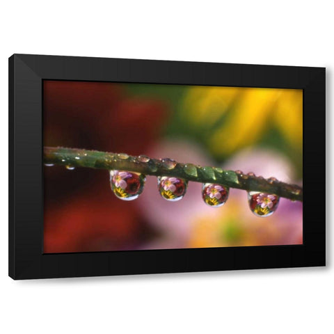 OR, Flower reflecting in dewdrops on grass Black Modern Wood Framed Art Print with Double Matting by Terrill, Steve