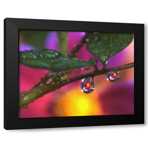 OR, Cosmos reflecting in dewdrop on a rose Black Modern Wood Framed Art Print with Double Matting by Terrill, Steve