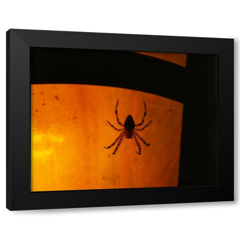 OR, Silhouette of European garden spider Black Modern Wood Framed Art Print by Terrill, Steve