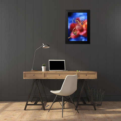 OR, Dewdrops on sweet pea tendril reflect flowers Black Modern Wood Framed Art Print by Terrill, Steve