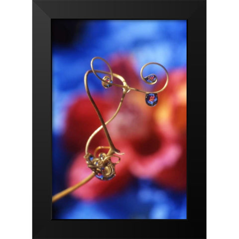 OR, Dewdrops on sweet pea tendril reflect flowers Black Modern Wood Framed Art Print by Terrill, Steve