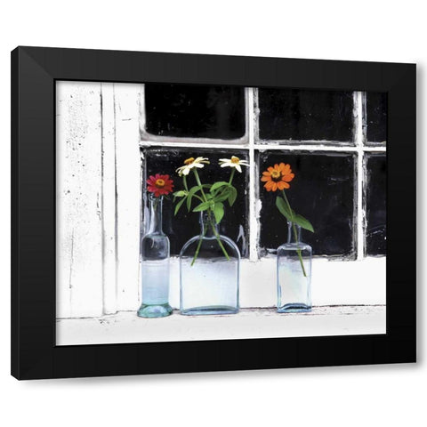 USA, Oregon, Zinnias in bottles on windowsill Black Modern Wood Framed Art Print with Double Matting by Terrill, Steve