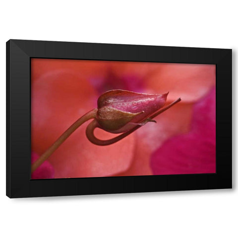 USA, Oregon Close-up of ose bud with dew Black Modern Wood Framed Art Print with Double Matting by Rotenberg, Nancy