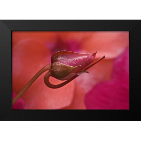 USA, Oregon Close-up of ose bud with dew Black Modern Wood Framed Art Print by Rotenberg, Nancy