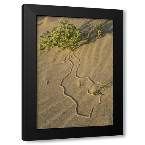 OR, Beetle tracks and flowers growing in sand Black Modern Wood Framed Art Print with Double Matting by Rotenberg, Nancy