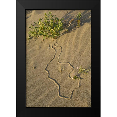 OR, Beetle tracks and flowers growing in sand Black Modern Wood Framed Art Print by Rotenberg, Nancy
