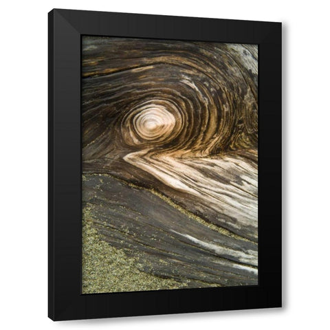 USA, Oregon Stump pattern on beach Black Modern Wood Framed Art Print by Rotenberg, Nancy