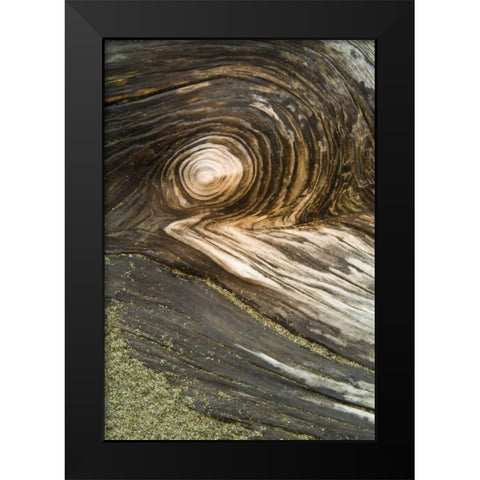 USA, Oregon Stump pattern on beach Black Modern Wood Framed Art Print by Rotenberg, Nancy