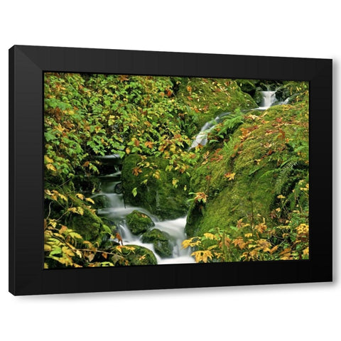 OR, Brookings Verdant stream along the Redwoods Black Modern Wood Framed Art Print with Double Matting by Welling, Dave