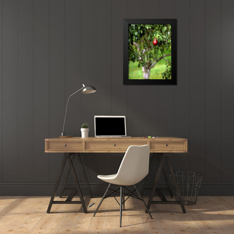 OR, Hood River Valley Bartlett pear in orchard Black Modern Wood Framed Art Print by Terrill, Steve