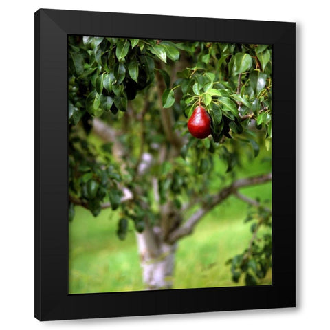 OR, Hood River Valley Bartlett pear in orchard Black Modern Wood Framed Art Print with Double Matting by Terrill, Steve