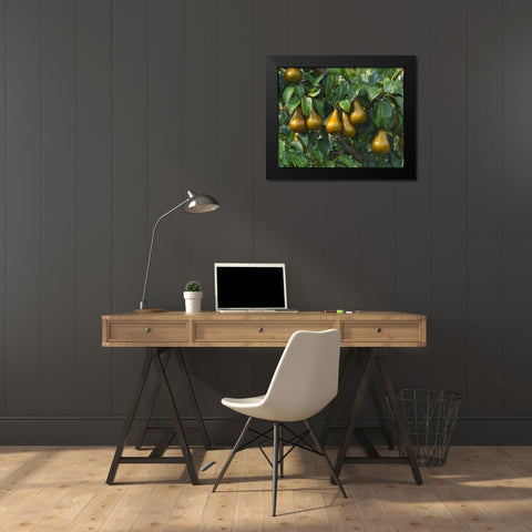 OR, Hood River Bosc pears ready for harvest Black Modern Wood Framed Art Print by Terrill, Steve