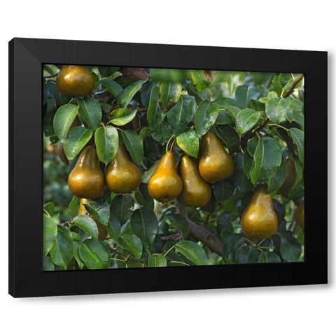 OR, Hood River Bosc pears ready for harvest Black Modern Wood Framed Art Print with Double Matting by Terrill, Steve