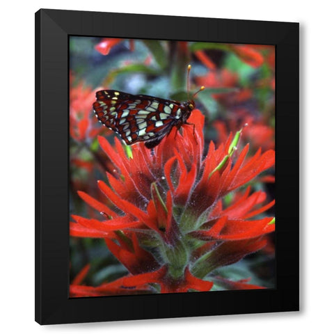 OR, Mt Hood NF Checkerspot butterfly on flower Black Modern Wood Framed Art Print by Terrill, Steve
