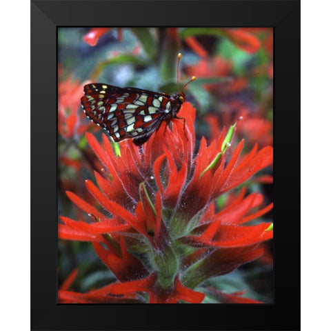 OR, Mt Hood NF Checkerspot butterfly on flower Black Modern Wood Framed Art Print by Terrill, Steve