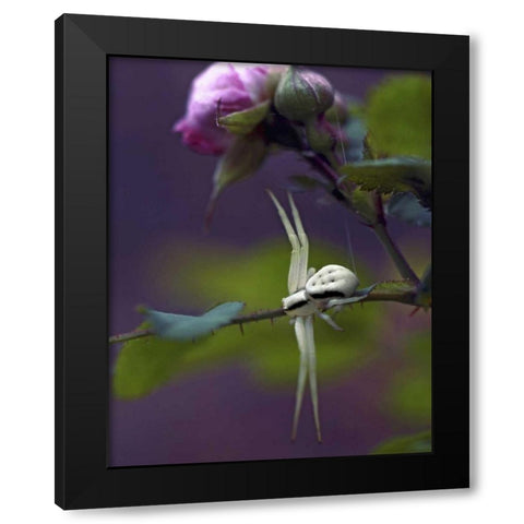 OR, Multnomah Co Crab spider on wild rose Black Modern Wood Framed Art Print by Terrill, Steve
