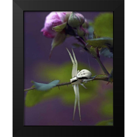 OR, Multnomah Co Crab spider on wild rose Black Modern Wood Framed Art Print by Terrill, Steve