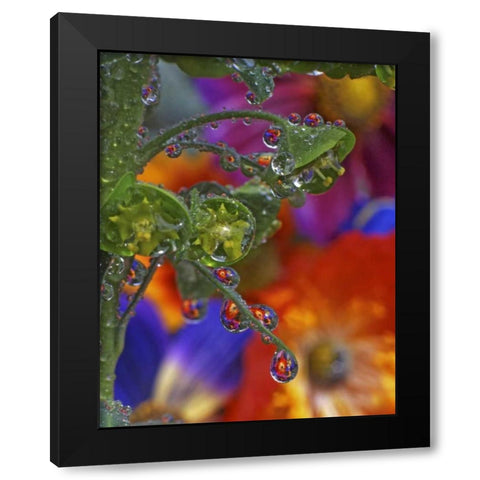 OR, Multnomah Co, Garden flowers reflect in dew Black Modern Wood Framed Art Print by Terrill, Steve