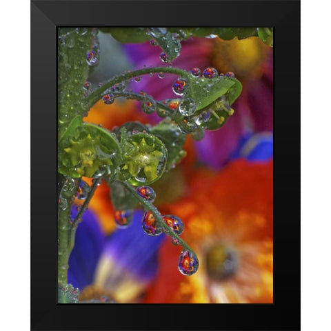 OR, Multnomah Co, Garden flowers reflect in dew Black Modern Wood Framed Art Print by Terrill, Steve