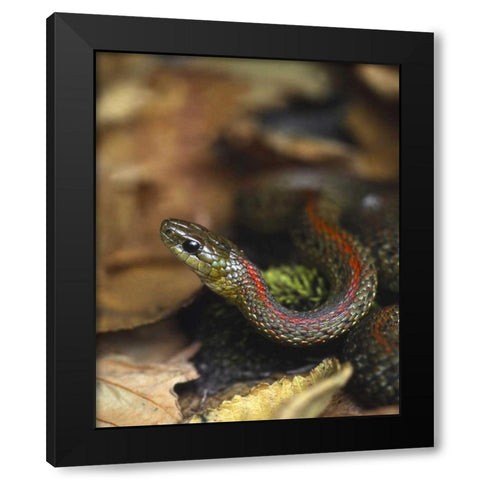 Oregon, Multnomah County Garter snake in garden Black Modern Wood Framed Art Print by Terrill, Steve