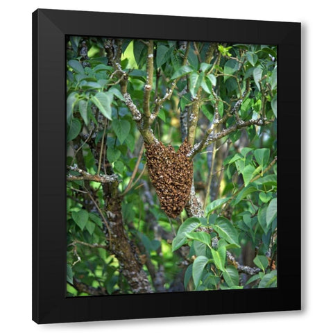 OR, Multnomah Co, Honey bees cluster onto lilac Black Modern Wood Framed Art Print by Terrill, Steve