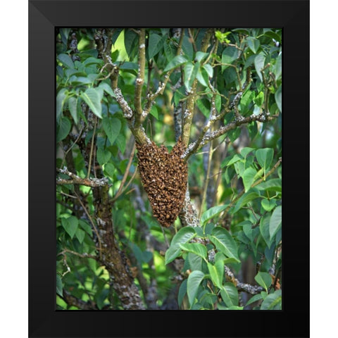 OR, Multnomah Co, Honey bees cluster onto lilac Black Modern Wood Framed Art Print by Terrill, Steve