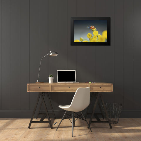 OR, Multnomah Co Ladybug on yellow tansy flower Black Modern Wood Framed Art Print by Terrill, Steve