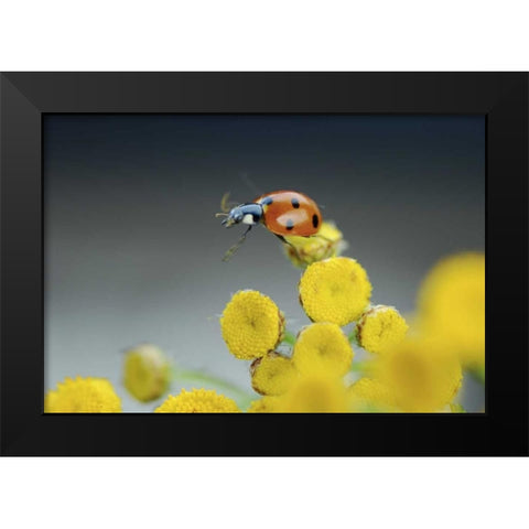 OR, Multnomah Co Ladybug on yellow tansy flower Black Modern Wood Framed Art Print by Terrill, Steve