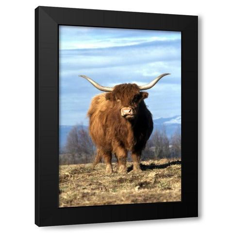 OR, Multnomah Co, Highland cow on ranch Black Modern Wood Framed Art Print by Terrill, Steve