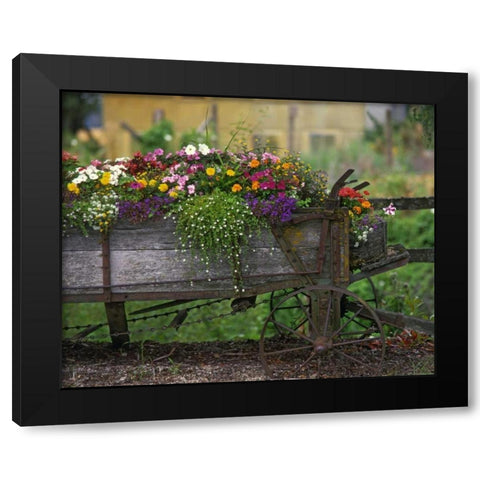 OR, Portland Farm spreader filled with flowers Black Modern Wood Framed Art Print by Terrill, Steve