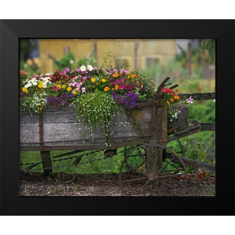OR, Portland Farm spreader filled with flowers Black Modern Wood Framed Art Print by Terrill, Steve